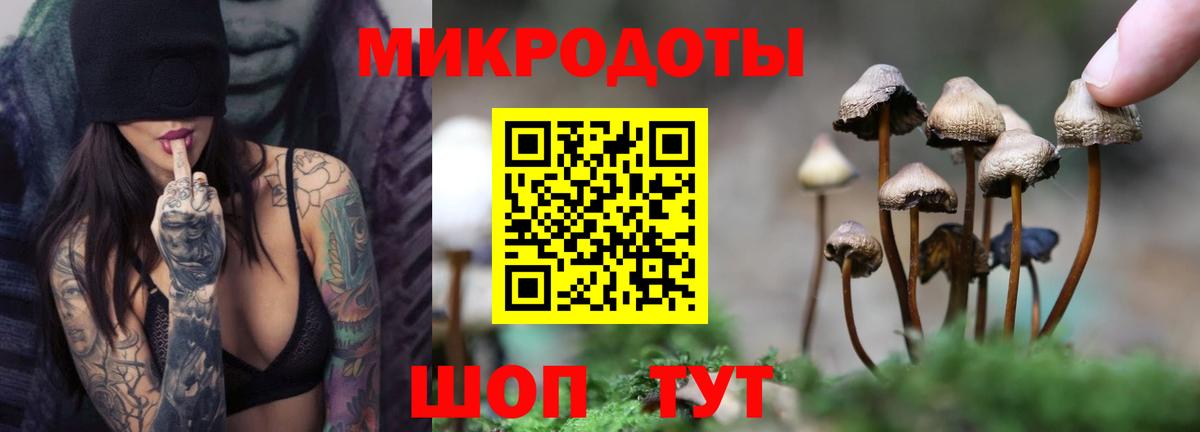 Псилоцибиновые грибы Psilocybe  Вход с VPN  Серов 